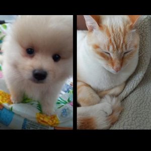 Mango and Pippin Woode-Smith